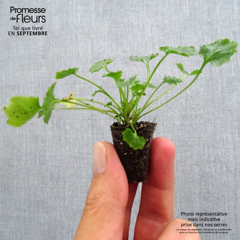 Exemplar von Dalmatiner Glockenblume - Campanula portenschlagiana Mini-Plug Ø 3/4 cm wie im Herbst geliefert