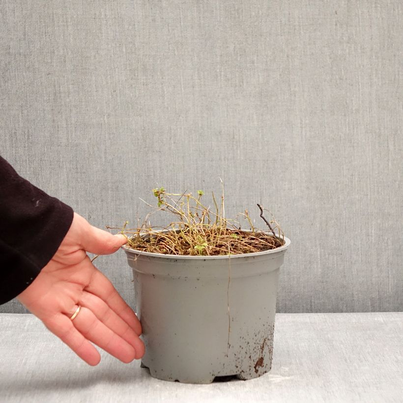 Exemplar von Campanula cochleariifolia Elizabeth Oliver - Zwerg-Glockenblume Topf mit 2L/3L wie im Winter geliefert