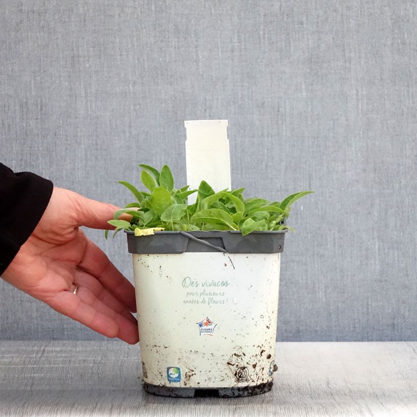 Example of Campanula glomerata Alba - Knäuel-Glockenblume Topf mit 2L/3L as you get in printemps