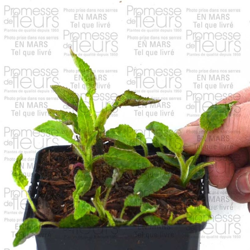 Beispiel eines Exemplars von Campanula punctata Pantaloons - Gepunktete Glockenblume Topf mit 1L/1,5L wie geliefert