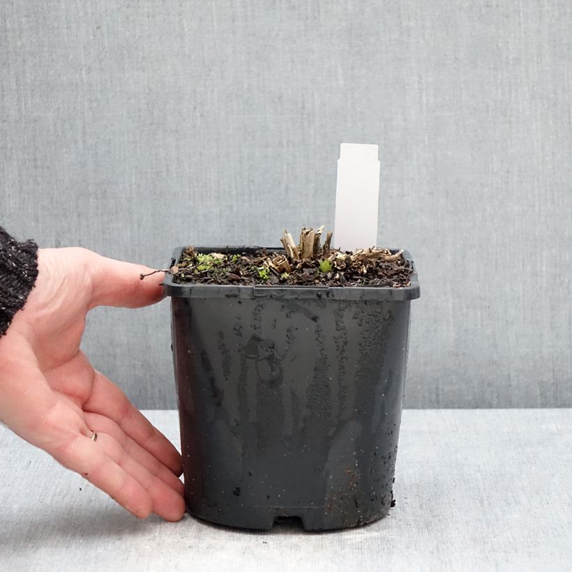 Example of Dolden-Glockenblume Prichard s variety - Campanula lactiflora Topf mit 2L/3L as you get in hiver