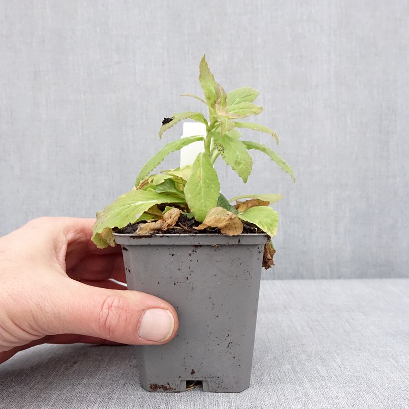 Exemplar von Campanule latifolia var. macrantha alba Godet de 8/9 cm wie im Winter geliefert