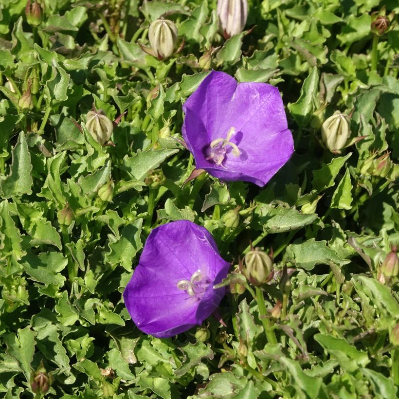 Campanula carpatica Mini Marvels Starbright - Karpaten-Glockenblume (Blüte)
