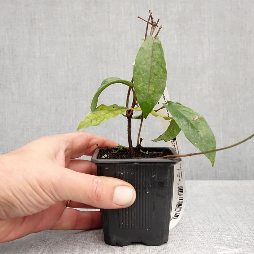 Exemplar von Campsis capreolata Tangerine Beauty - Trompetenblume Kleine Töpfe von 8/9 cm wie im Herbst geliefert