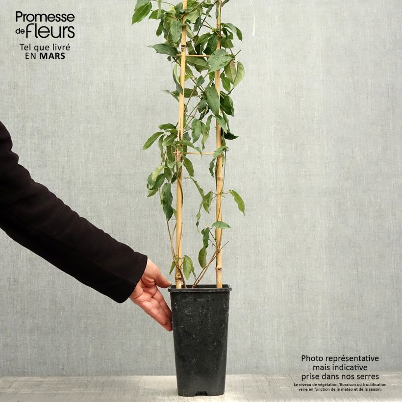 Exemplar von Campsis capreolata Tangerine Beauty - Trompetenblume Topf mit 2L/3L wie im Frühjahr geliefert