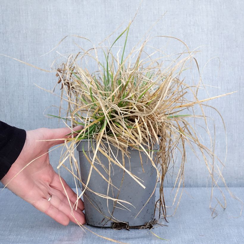 Exemplar von Canche cespiteuse Vivipara - Deschampsia cespitosa Pot de 2L/3L wie im Winter geliefert