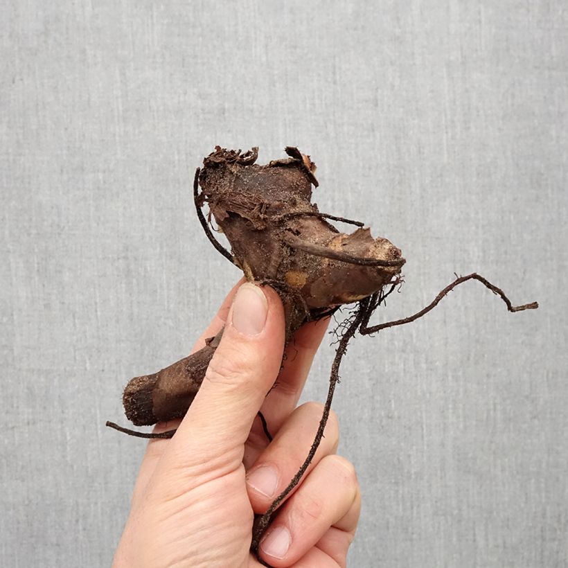 Example of Blumenrohr Confetti - Canna Zwiebel Kaliber/Größe I as you get in printemps