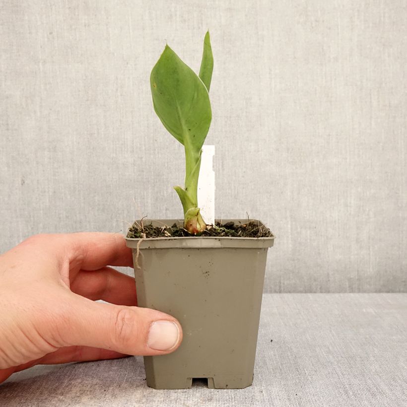 Exemplar von Blumenrohr Confetti - Canna Kleine Töpfe von 8/9 cm Kaliber/Größe I wie im Frühjahr geliefert