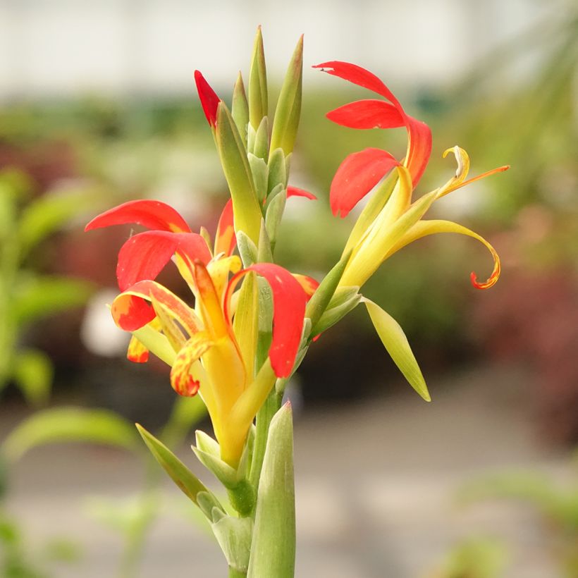 Canna edulis - Blumenrohr (Blüte)
