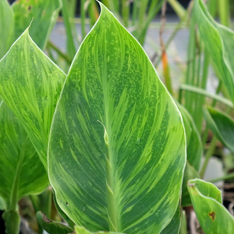 Blumenrohr En avant - Canna (Laub)