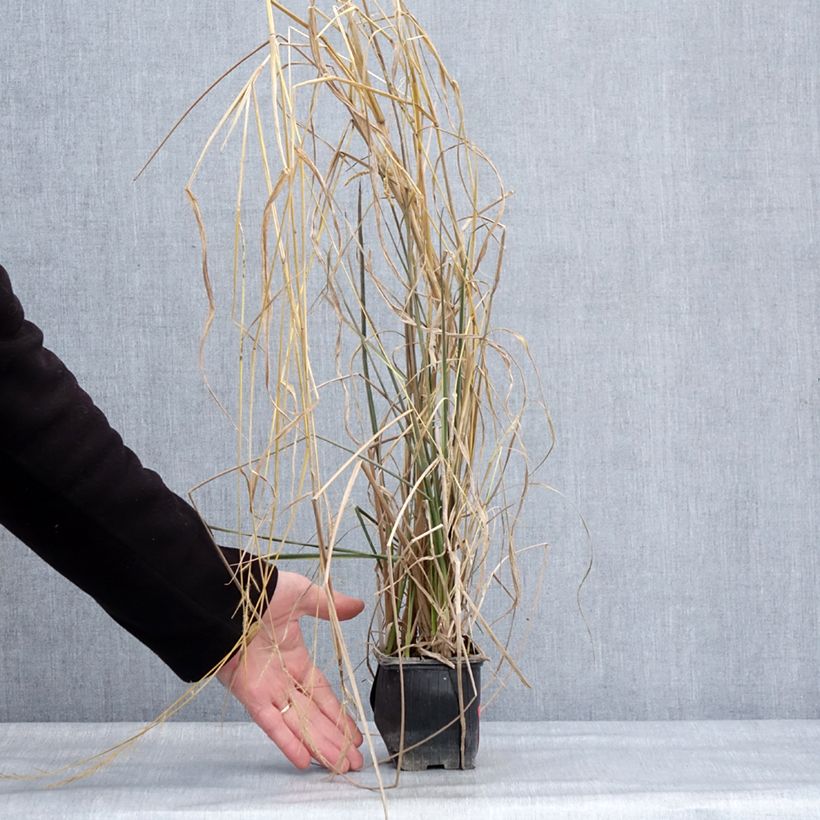 Example of Blumenrohr Endeavour - Canna Kleine Töpfe von 8/9 cm Kaliber/Größe I as you get in hiver