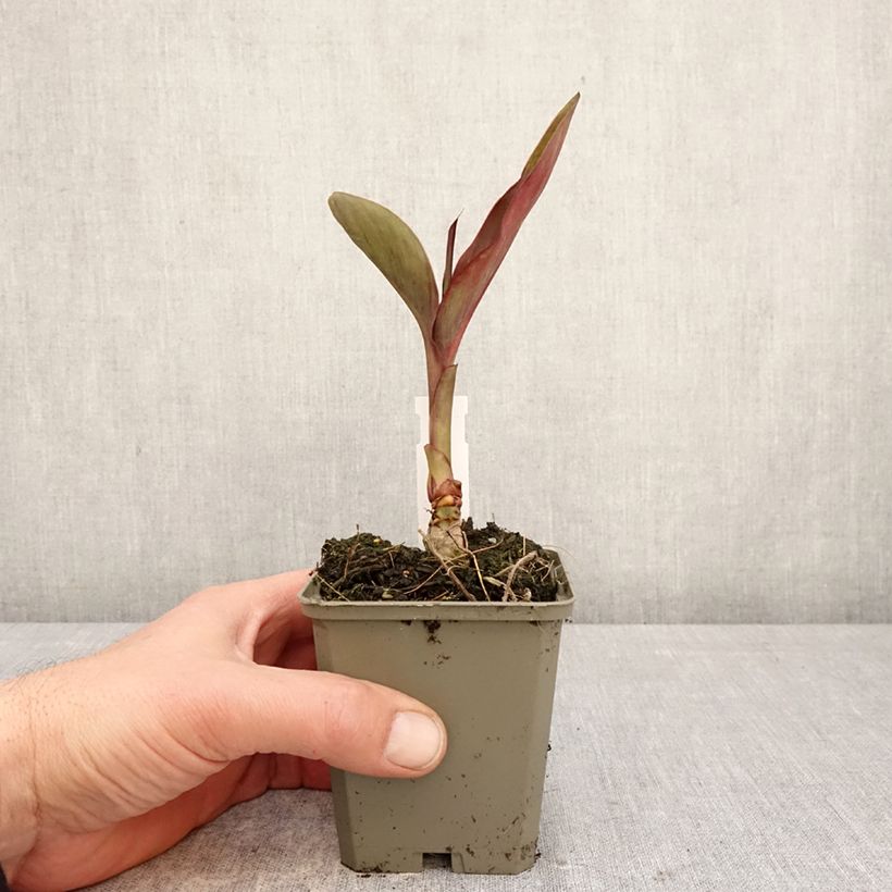 Exemplar von Blumenrohr Feu Magique - Canna Kleine Töpfe von 8/9 cm Kaliber/Größe I wie im Frühjahr geliefert