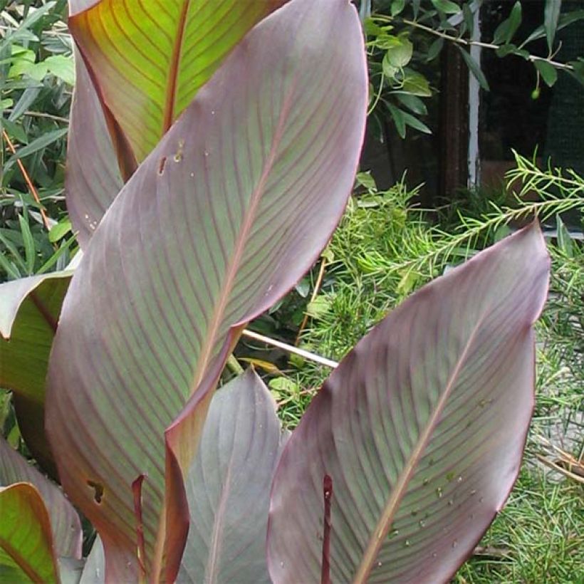 Blumenrohr Purpurea - Canna indica (Laub)