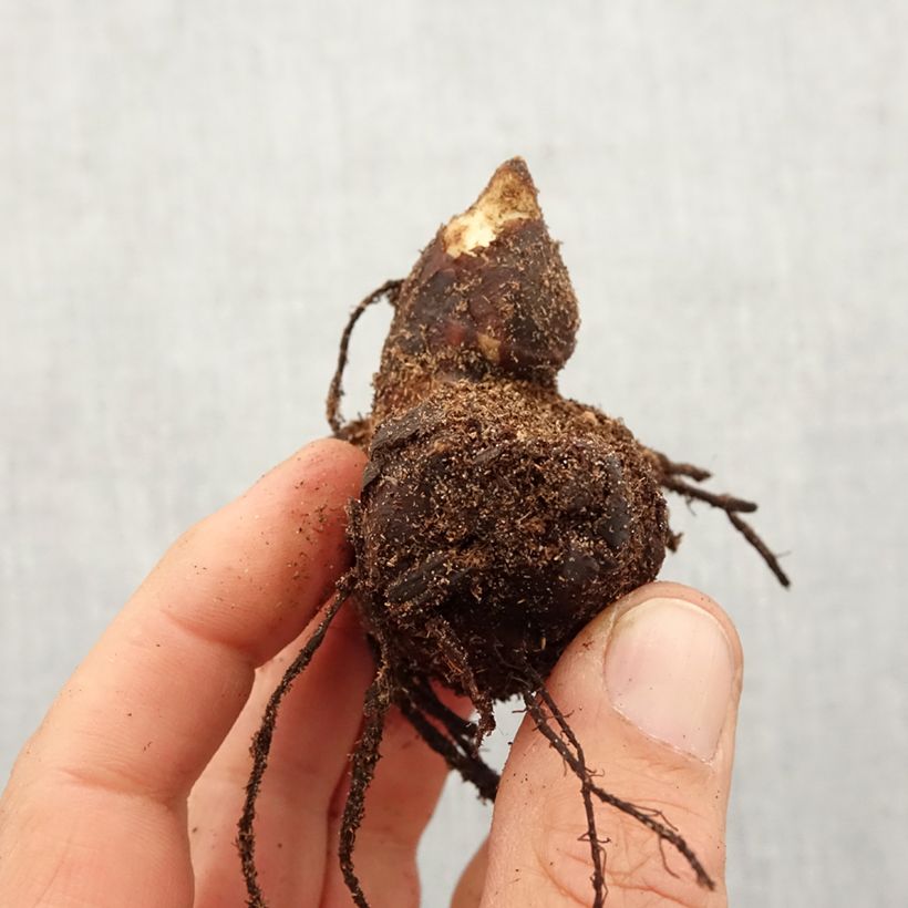 Example of Blumenrohr Lucifer - Canna Zwiebel Kaliber/Größe I as you get in printemps