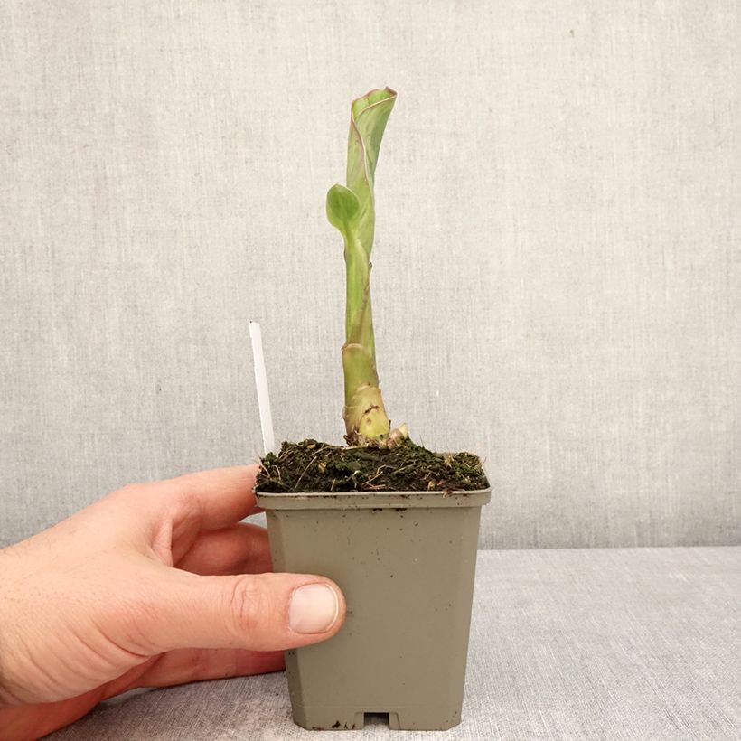 Exemplar von Blumenrohr Lucifer - Canna Kleine Töpfe von 8/9 cm Kaliber/Größe I wie im Frühjahr geliefert