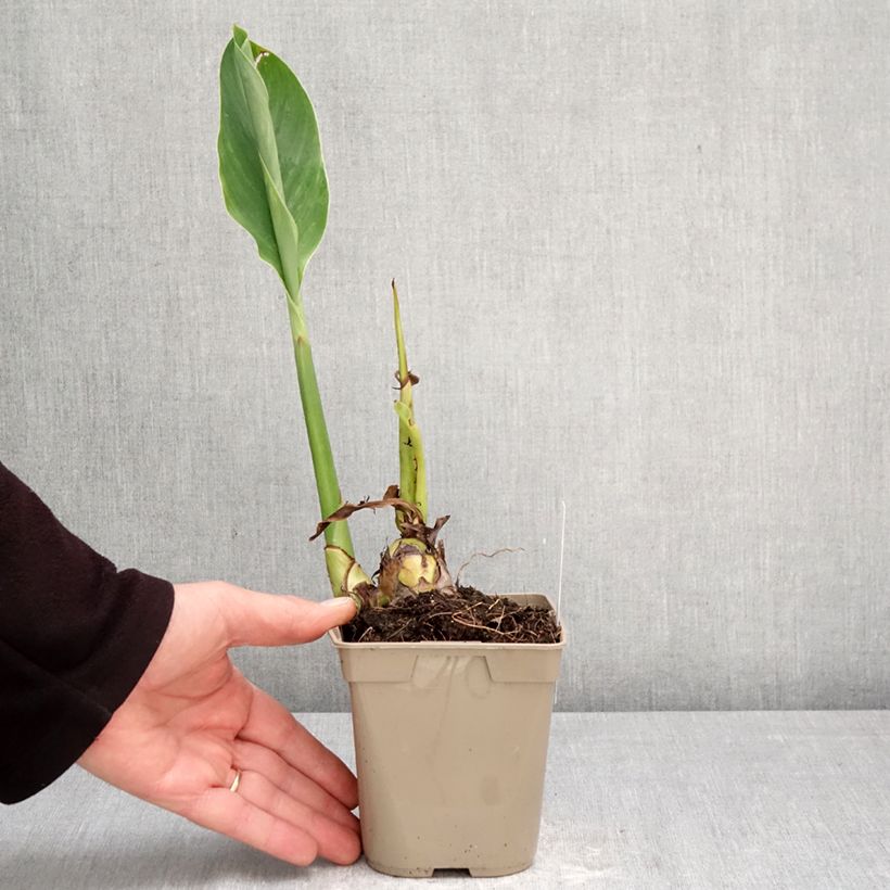Exemplar von Blumenrohr Marabout - Canna Topf mit 1L/1,5L Kaliber/Größe I wie im Frühjahr geliefert