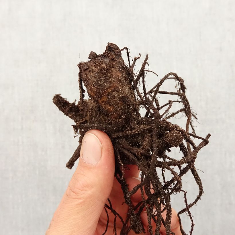 Exemplar von Blumenrohr Perkeo - Canna Zwiebel Kaliber/Größe I wie im Frühjahr geliefert