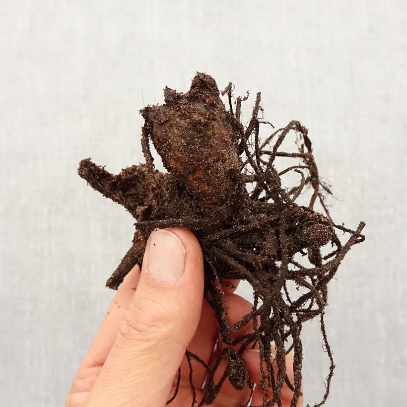 Exemplar von Blumenrohr Picasso - Canna Zwiebel Kaliber/Größe I wie im Frühjahr geliefert