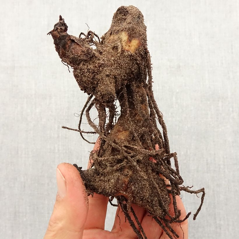 Exemplar von Blumenrohr Pink President - Canna indica Zwiebel Kaliber/Größe I wie im Frühjahr geliefert