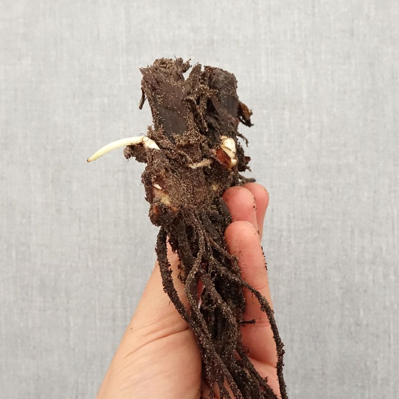 Example of Blumenrohr Queen Charlotte - Canna Zwiebel Kaliber/Größe I as you get in printemps