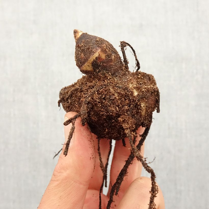 Example of Blumenrohr Red Wine - Canna Zwiebel Kaliber/Größe I as you get in printemps