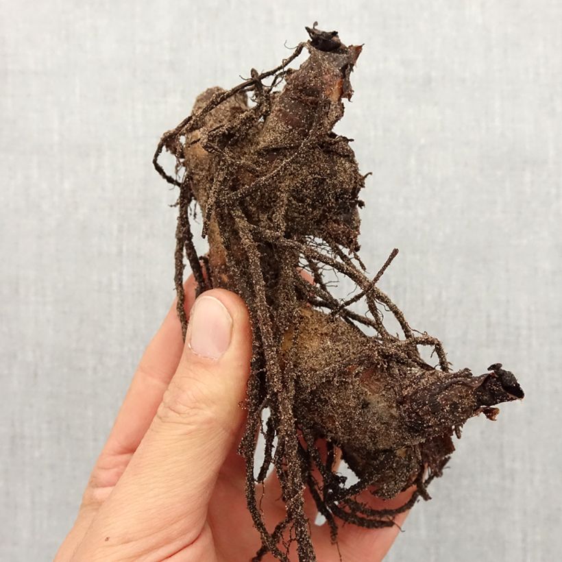 Exemplar von Blumenrohr Semaphore - Canna Zwiebel Kaliber/Größe I wie im Frühjahr geliefert