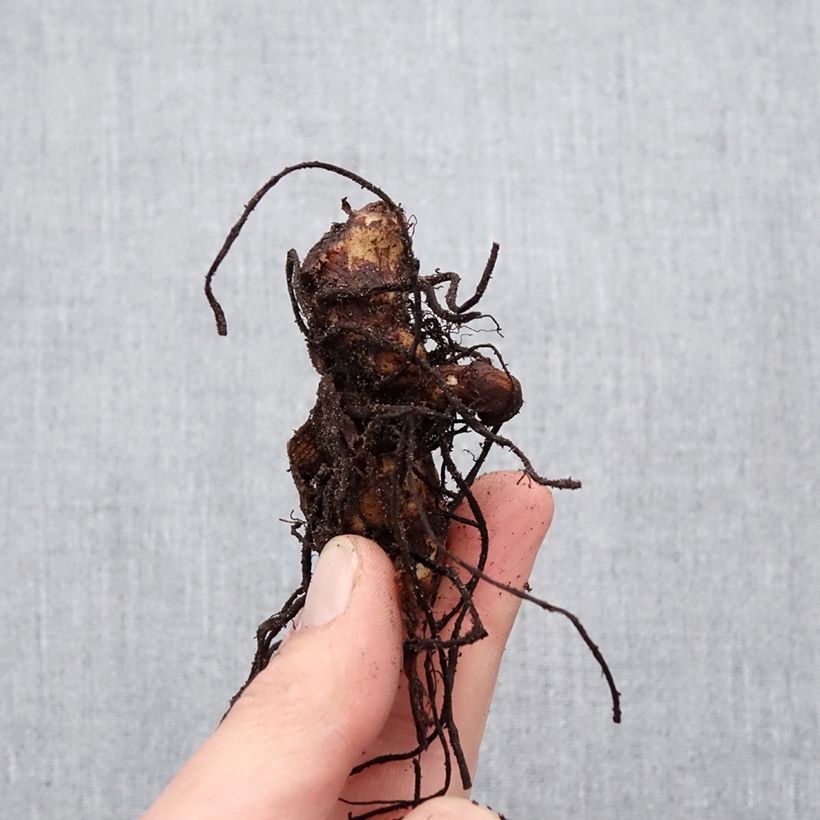 Exemplar von Blumenrohr Soleil d'Or - Canna Zwiebel Kaliber/Größe I wie im Frühjahr geliefert