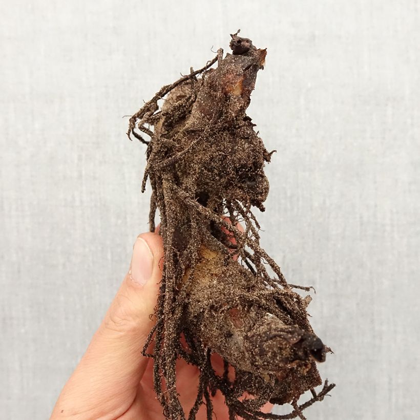 Example of Blumenrohr Striata - Canna Zwiebel Kaliber/Größe I as you get in printemps