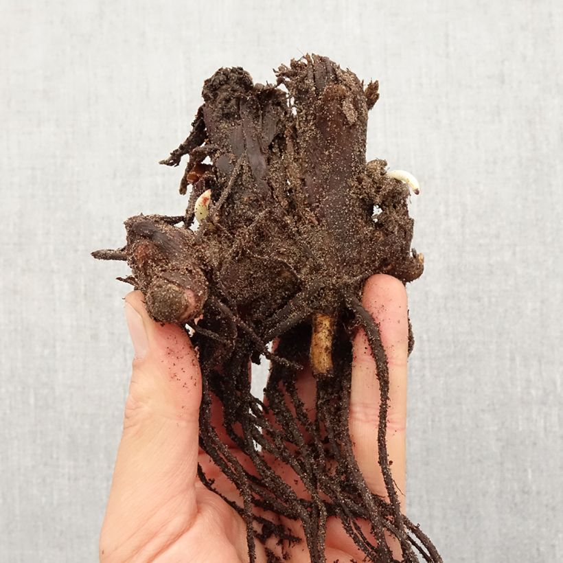 Exemplar von Blumenrohr Stuttgart - Canna Zwiebel Kaliber/Größe I wie im Frühjahr geliefert