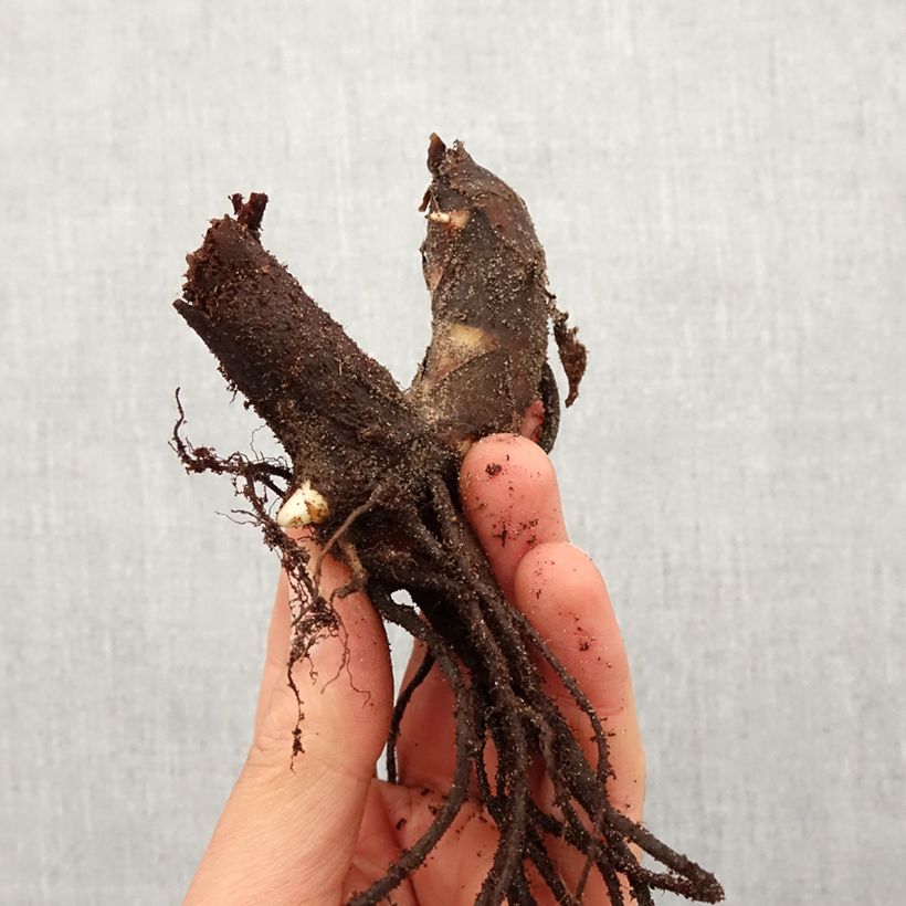 Exemplar von Blumenrohr Taroudant - Canna Zwiebel Kaliber/Größe I wie im Frühjahr geliefert