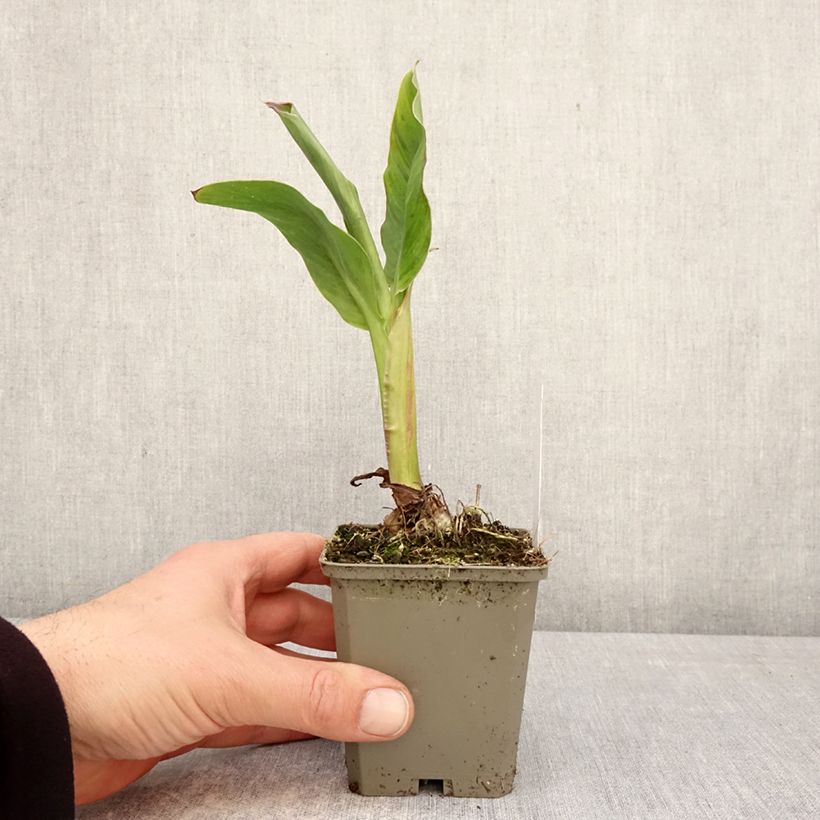 Exemplar von Blumenrohr Taroudant - Canna Kleine Töpfe von 8/9 cm Kaliber/Größe I wie im Frühjahr geliefert