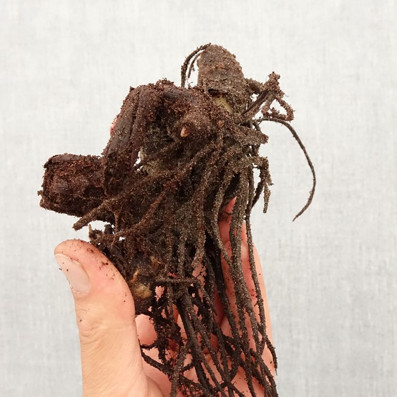 Exemplar von Blumenrohr Tarouking - Canna Zwiebel Kaliber/Größe I wie im Frühjahr geliefert