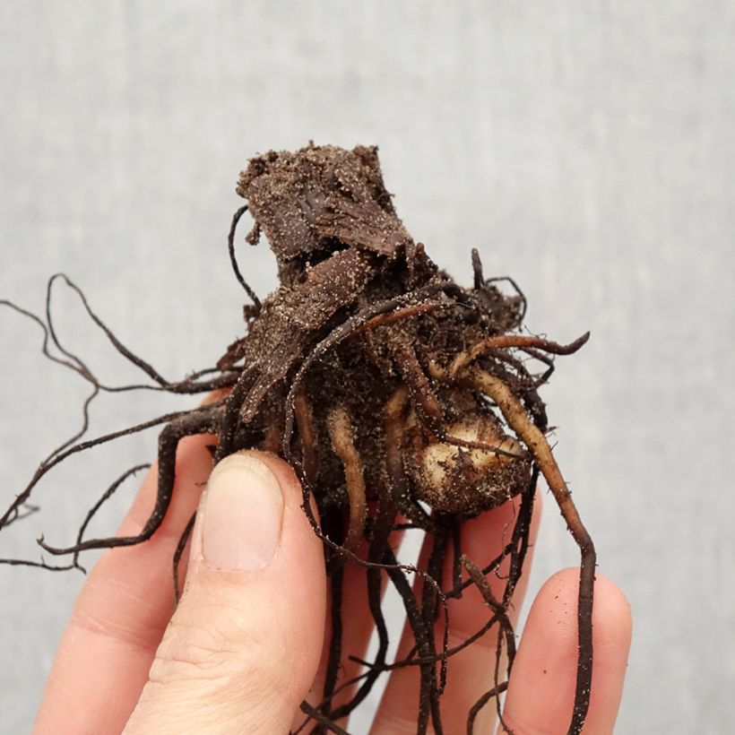 Example of Blumenrohr Wyoming - Canna Zwiebel size I as you get in printemps