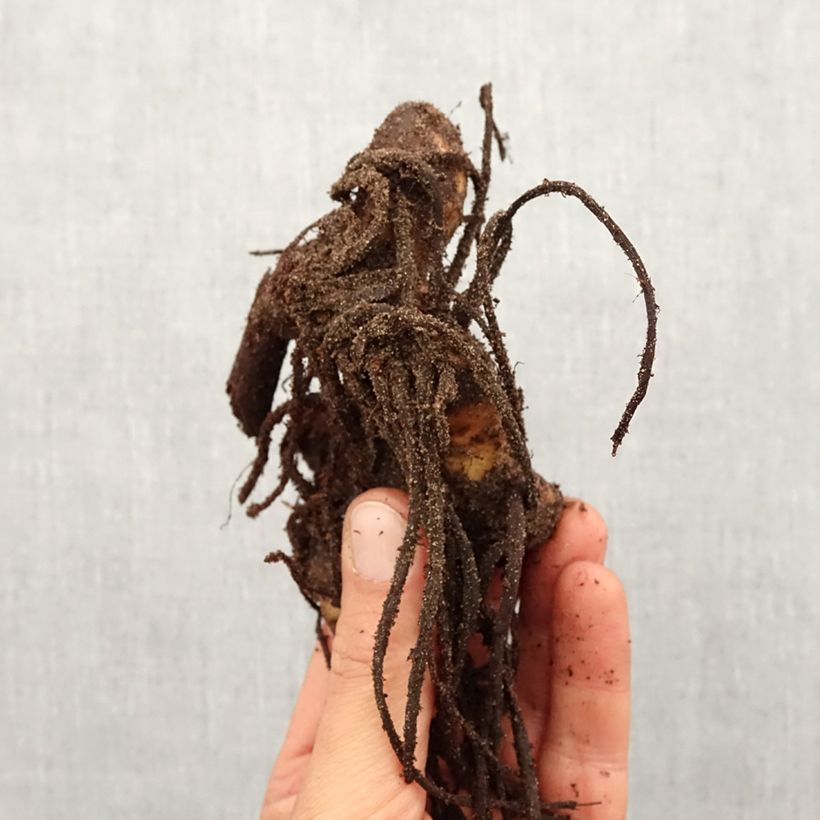 Exemplar von Blumenrohr Yellow Humbert - Canna Zwiebel Kaliber/Größe I wie im Frühjahr geliefert