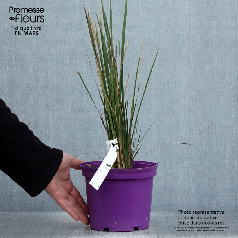 Example of Dierama Blackberry Bells - Trichterschwertel Topf mit 2L/3L as you get in printemps