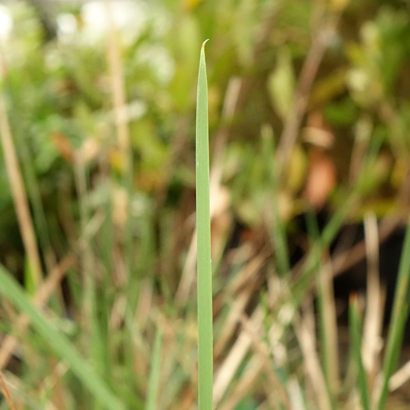 Dierama Blackberry Bells - Trichterschwertel (Foliage)