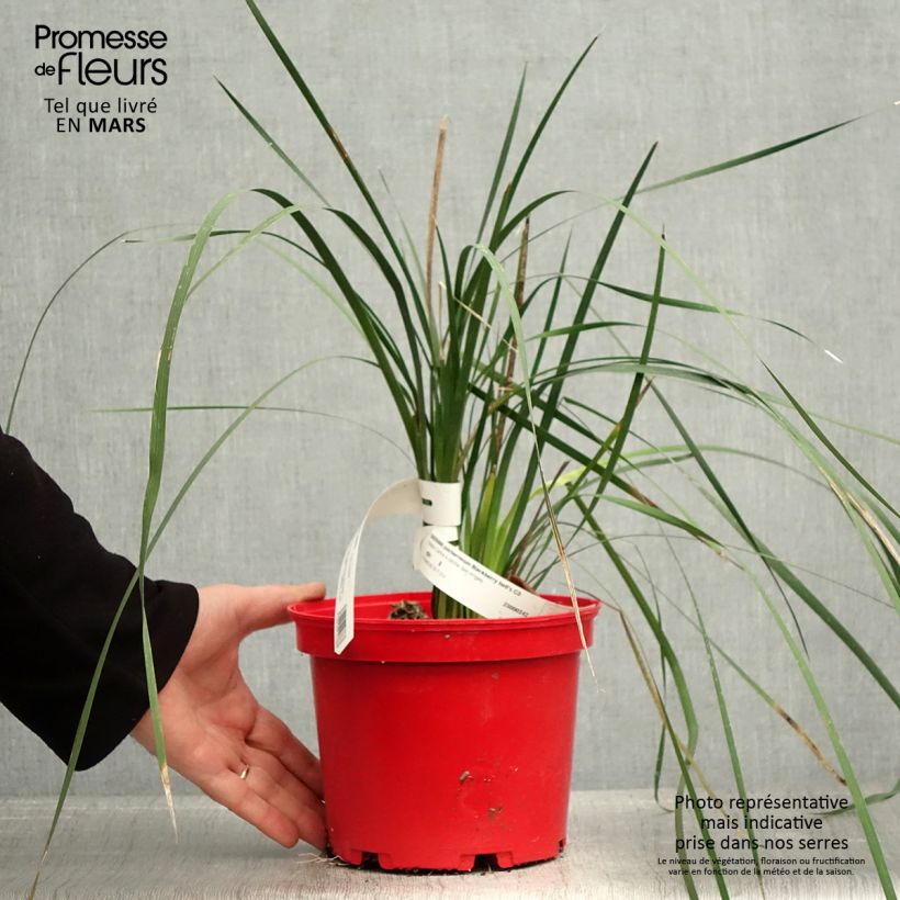 Exemplar von Dierama pulcherrimum Blackbird - Trichterschwertel Topf mit 2L/3L wie im Frühjahr geliefert