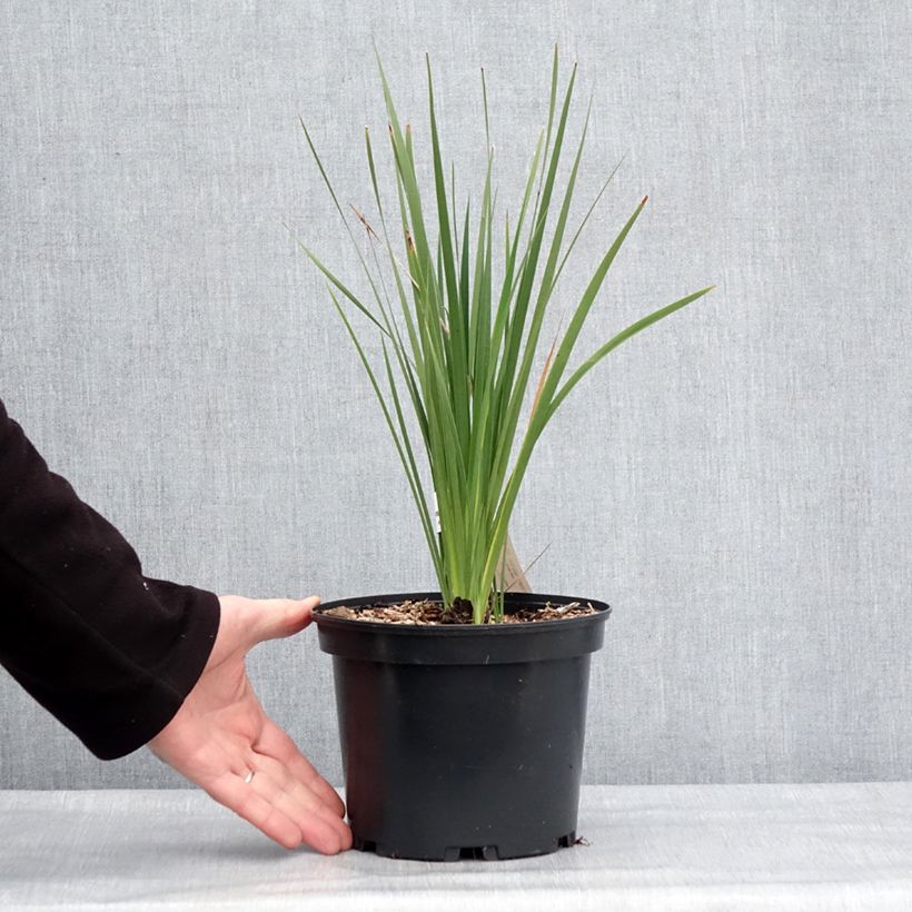 Exemplar von Canne à pêche des anges - Dierama igneum Pot de 2L/3L wie im Winter geliefert