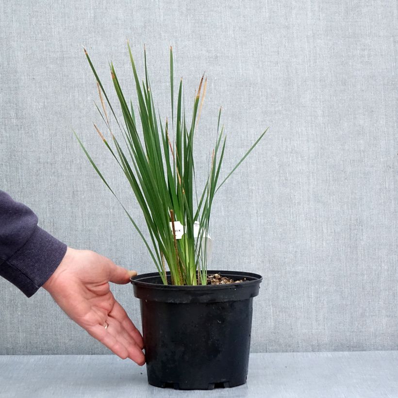 Example of Dierama igneum - Trichterschwertel Topf mit 2L/3L as you get in printemps