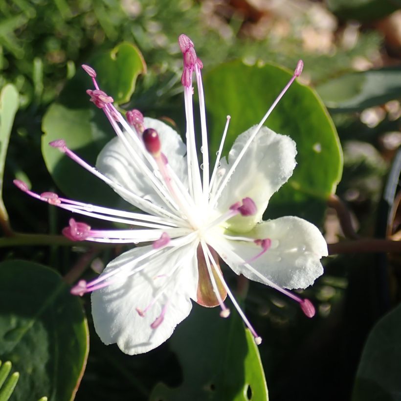Capparis spinosa Inermis (Blüte)