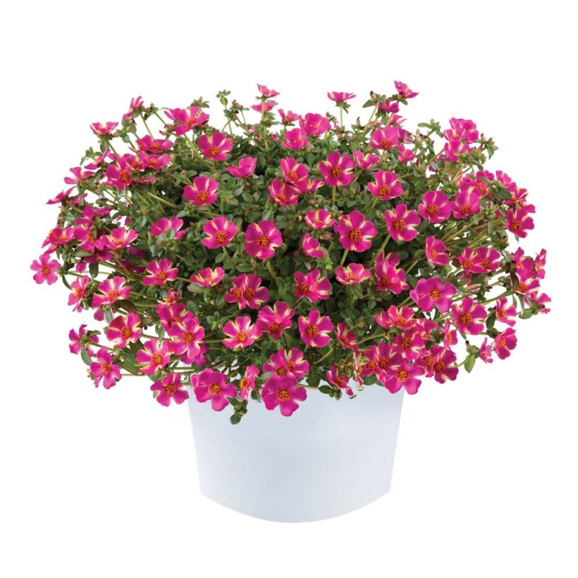 Portulak Campino Twist Pink - Portulaca (Wuchs)