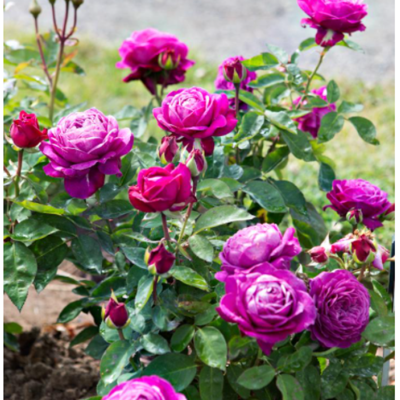 Rosa polyantha Heidi Klum (Wuchs)