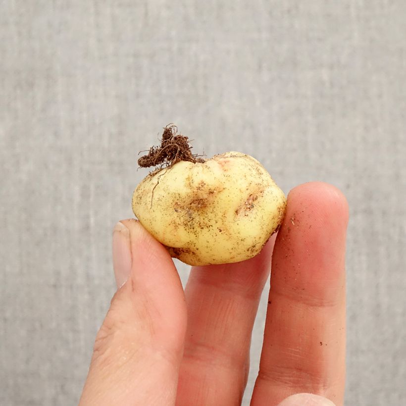 Exemplar von Tropaeolum speciosum - Pracht-Kapuzinerkresse Zwiebel Kaliber/Größe 8/10 wie im Frühjahr geliefert