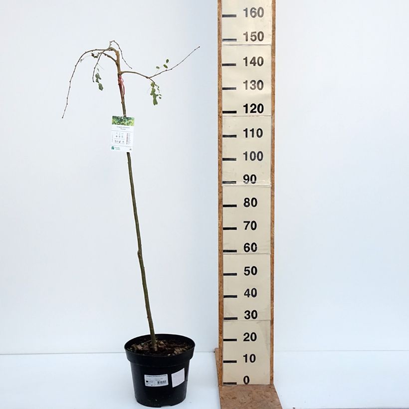 Exemplar von Caragana arborescens Pendula - Erbsenstrauch Topf mit 4L/5L, Stamm wie im Herbst geliefert