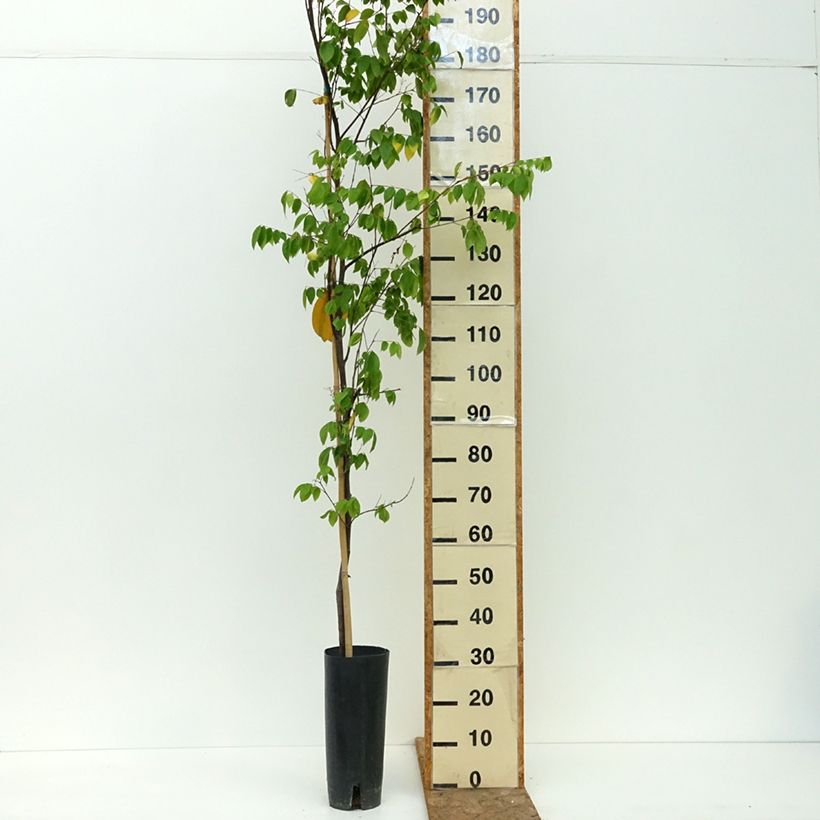 Exemplar von Sternfrucht Arkin - Averrhoa carambola Topf mit 6L/7L wie im Sommer geliefert