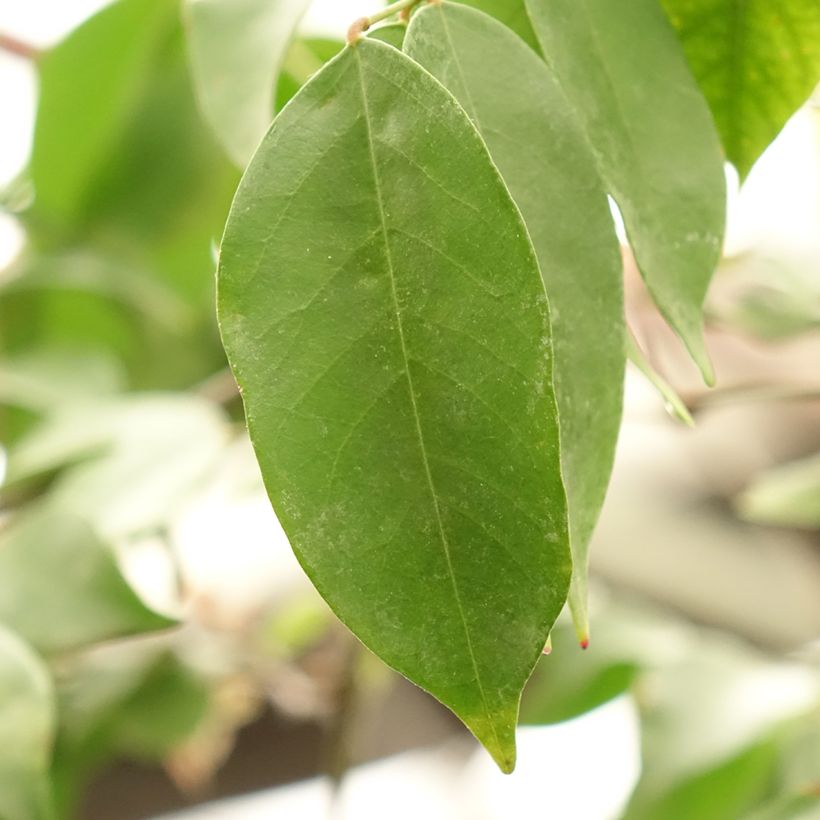 Sternfrucht Arkin - Averrhoa carambola (Laub)