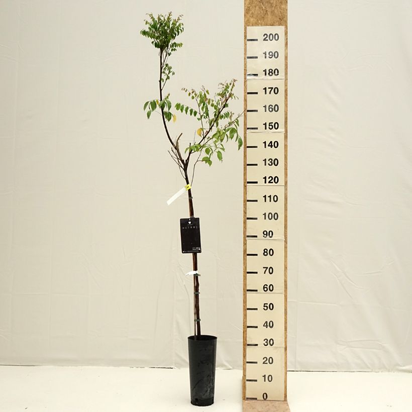 Exemplar von Sternfrucht Arkin - Averrhoa carambola Topf mit 6L/7L wie im Frühjahr geliefert