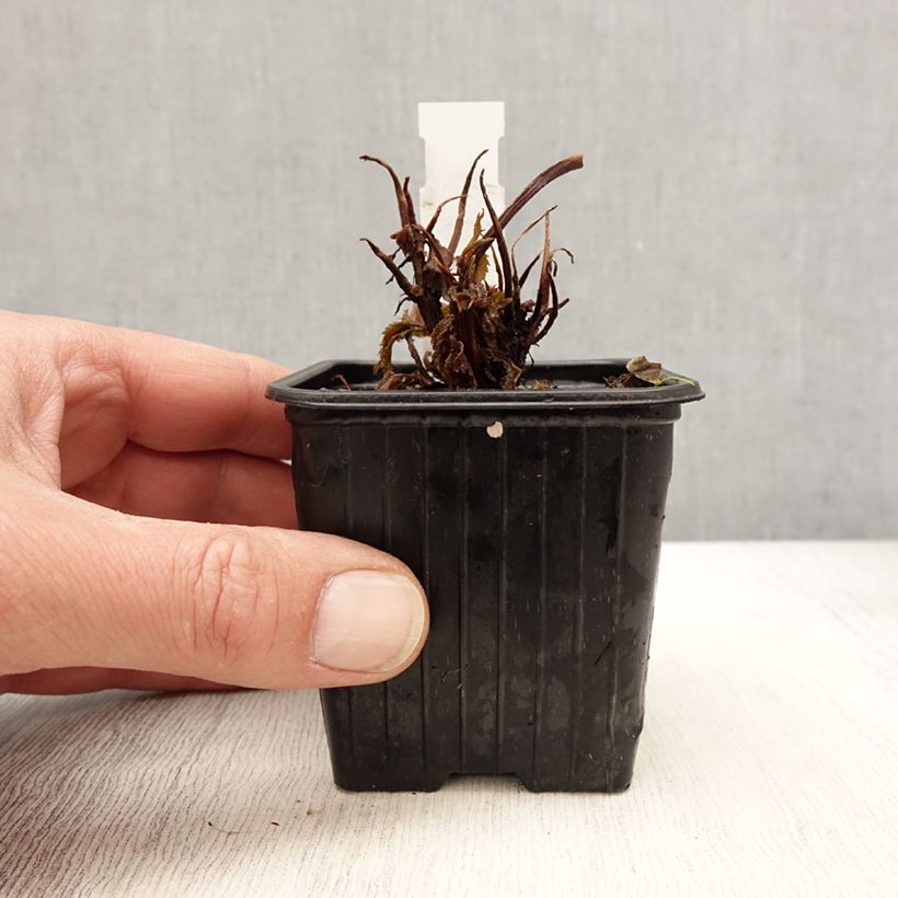 Exemplar von Cardiandra Bunches of the Sky Kleine Töpfe von 8/9 cm wie im Frühjahr geliefert