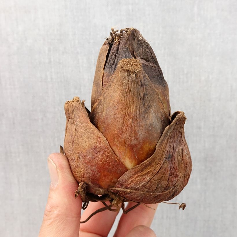 Exemplar von Cardiocrinum giganteum - Riesenlilie Zwiebel Kaliber/Größe 24+ wie im Frühjahr geliefert