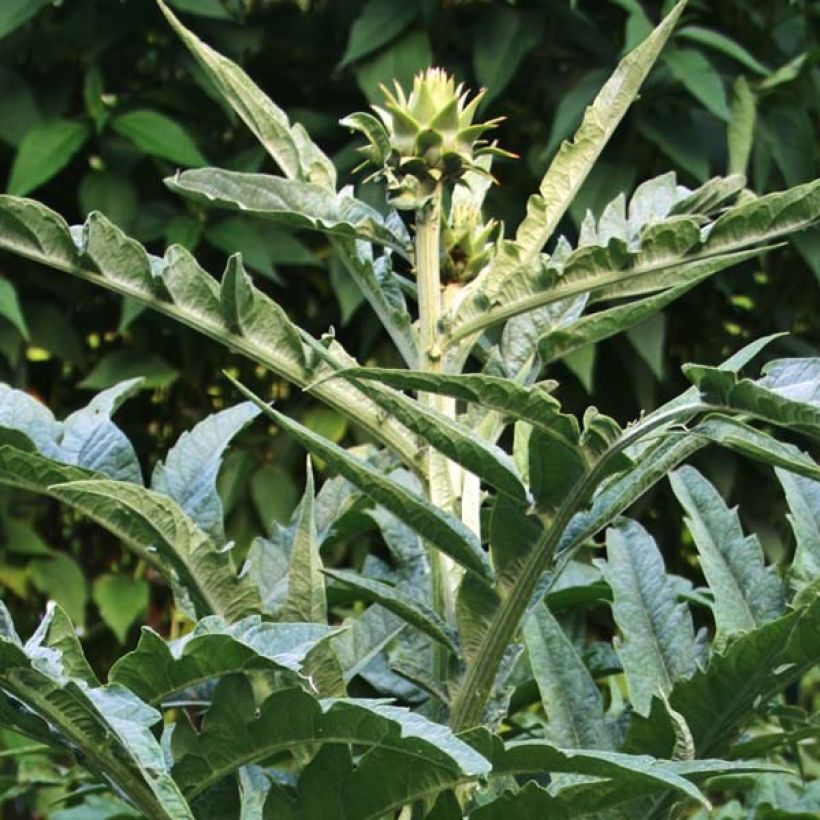 Wilde Artischocke var. altilis - Cynara cardunculus (Foliage)